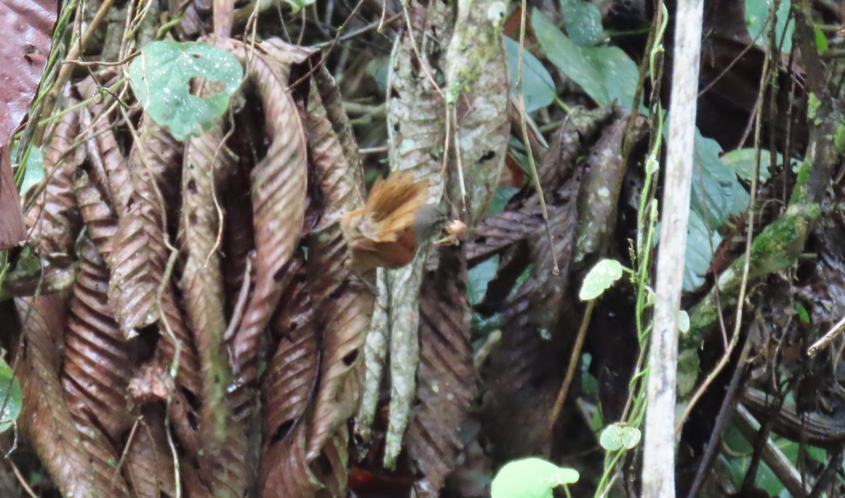 Whiskered Wren - ML634503976
