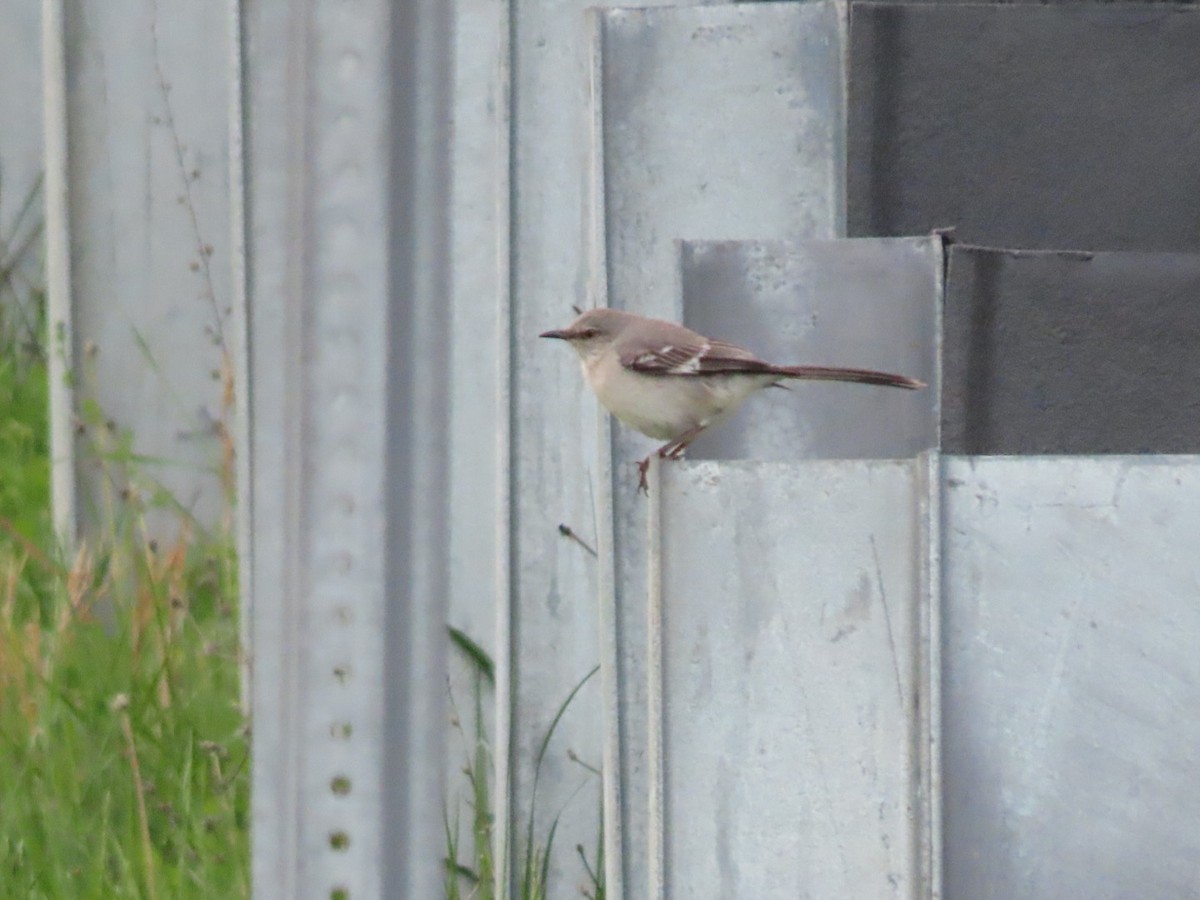 Northern Mockingbird - ML634503979