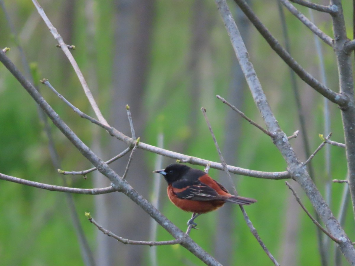 Orchard Oriole - ML634503991