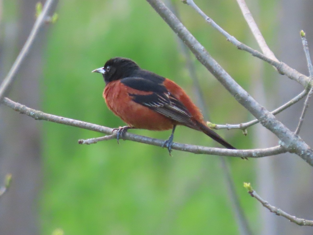 Orchard Oriole - ML634504000