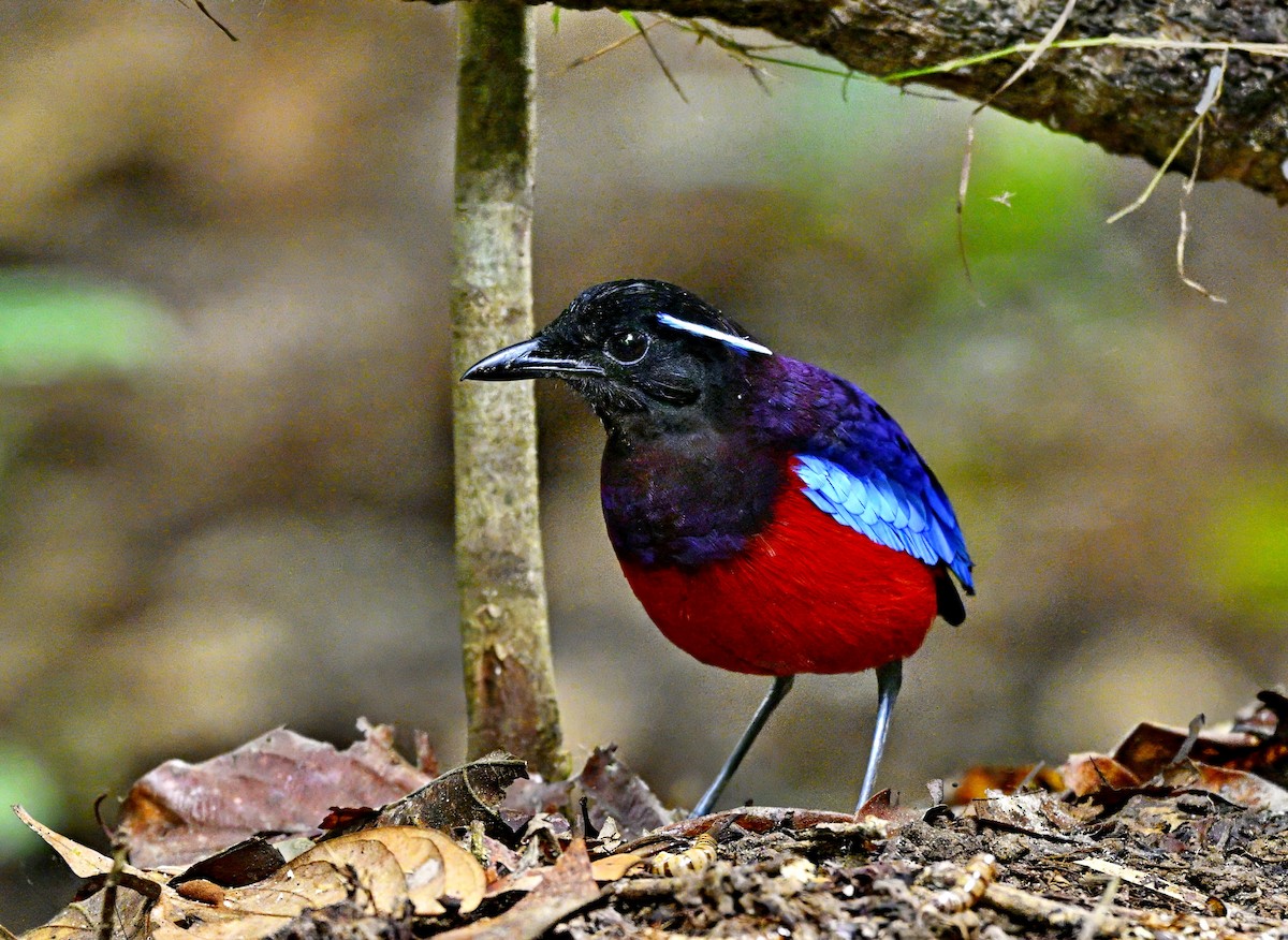 Black-crowned Pitta - ML634504008