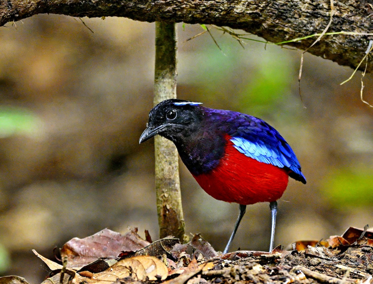 Black-crowned Pitta - ML634504009