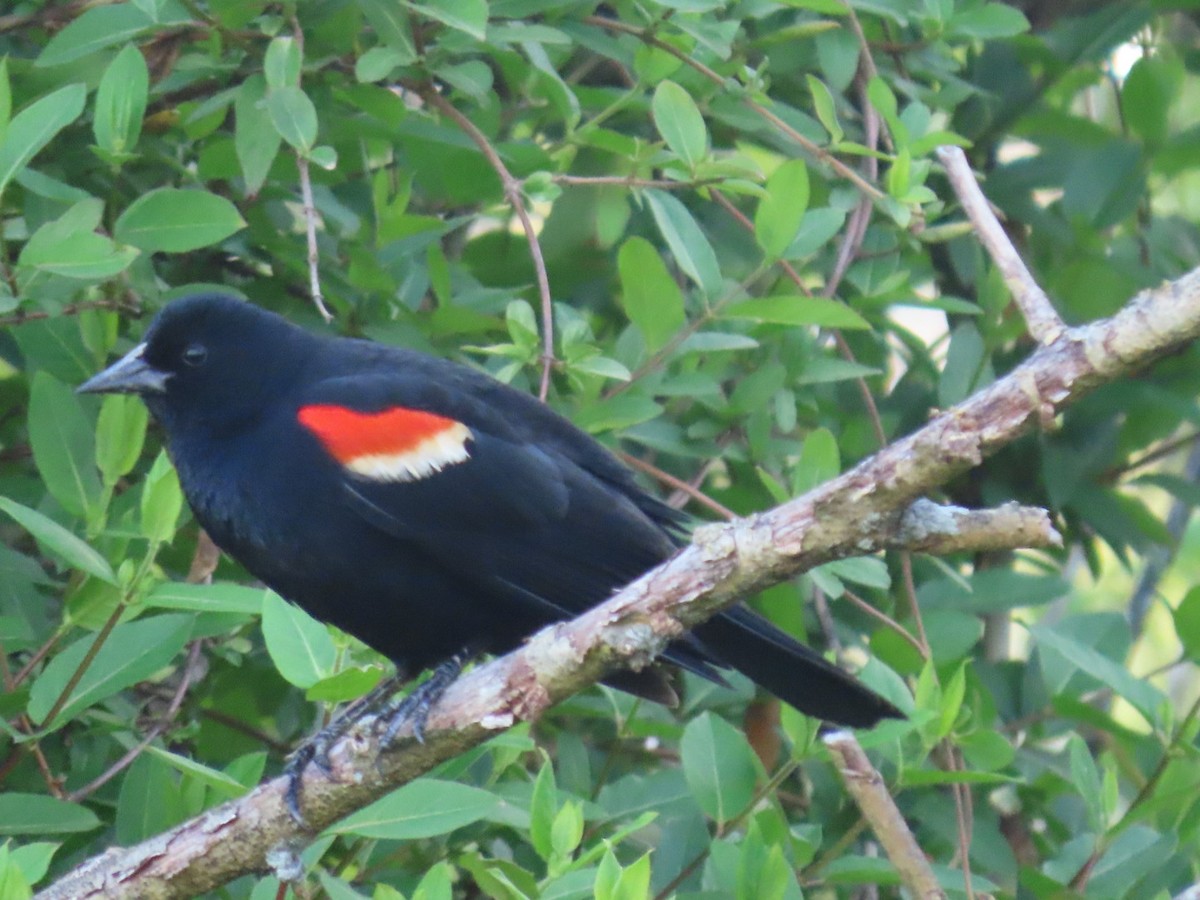 Red-winged Blackbird - ML634504059