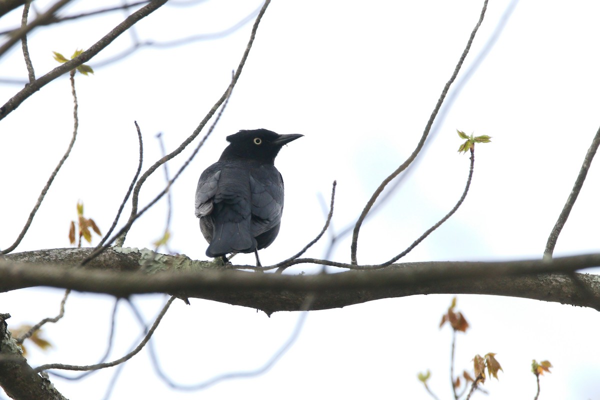 Rusty Blackbird - ML634504104