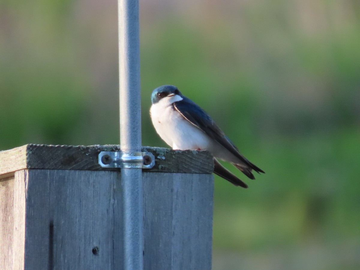Tree Swallow - ML634504105