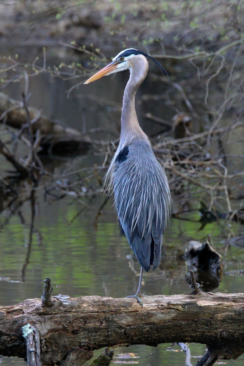 Great Blue Heron - ML634504110