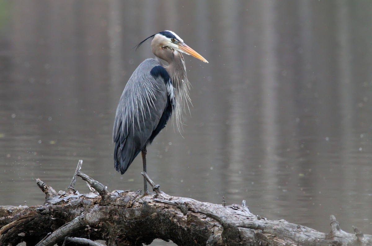 Great Blue Heron - ML634504120