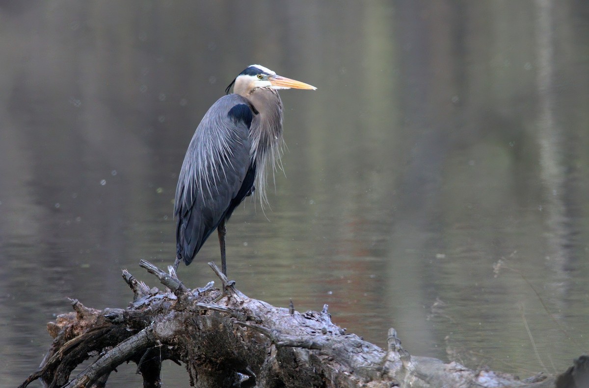 Great Blue Heron - ML634504127