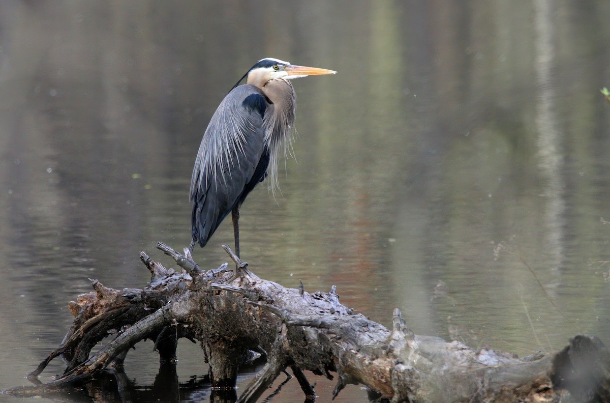 Great Blue Heron - ML634504131