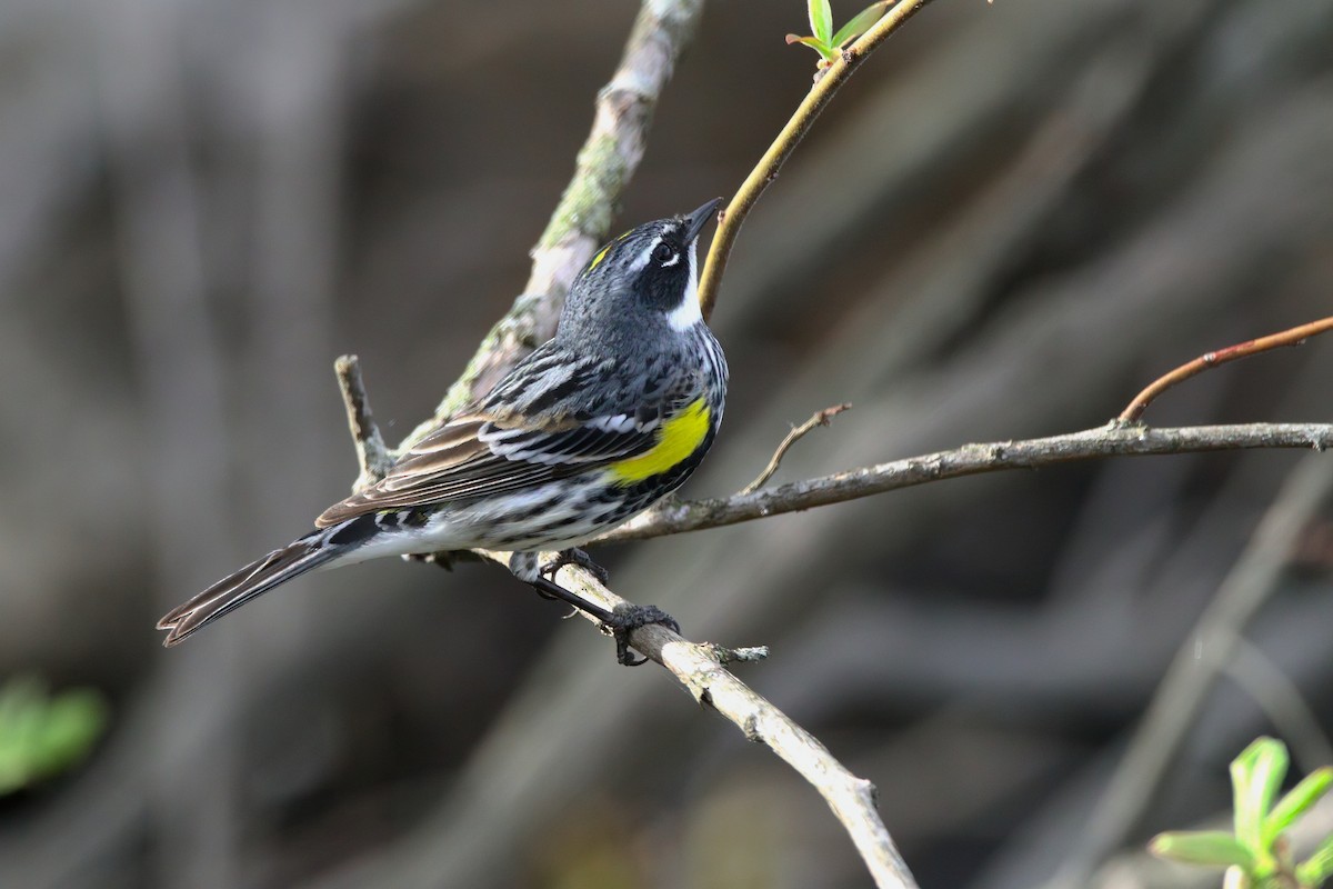 Yellow-rumped Warbler - ML634504143