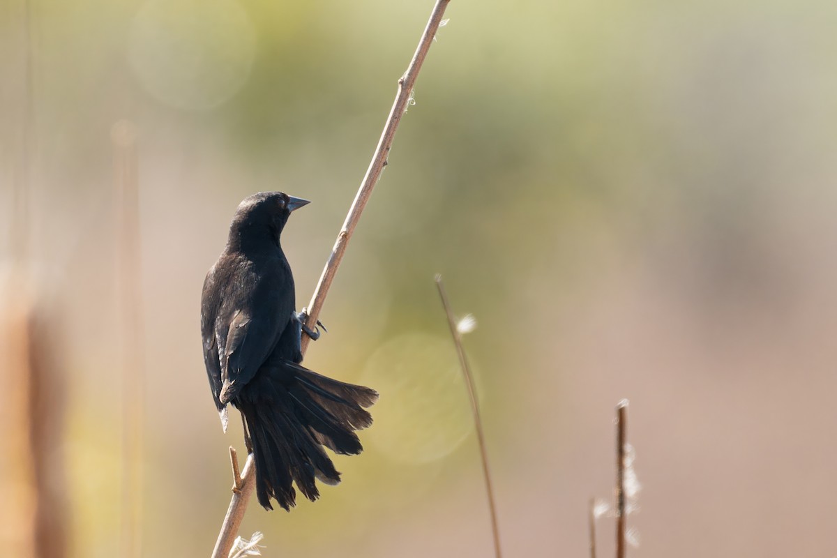 Red-shouldered Blackbird - ML634504269