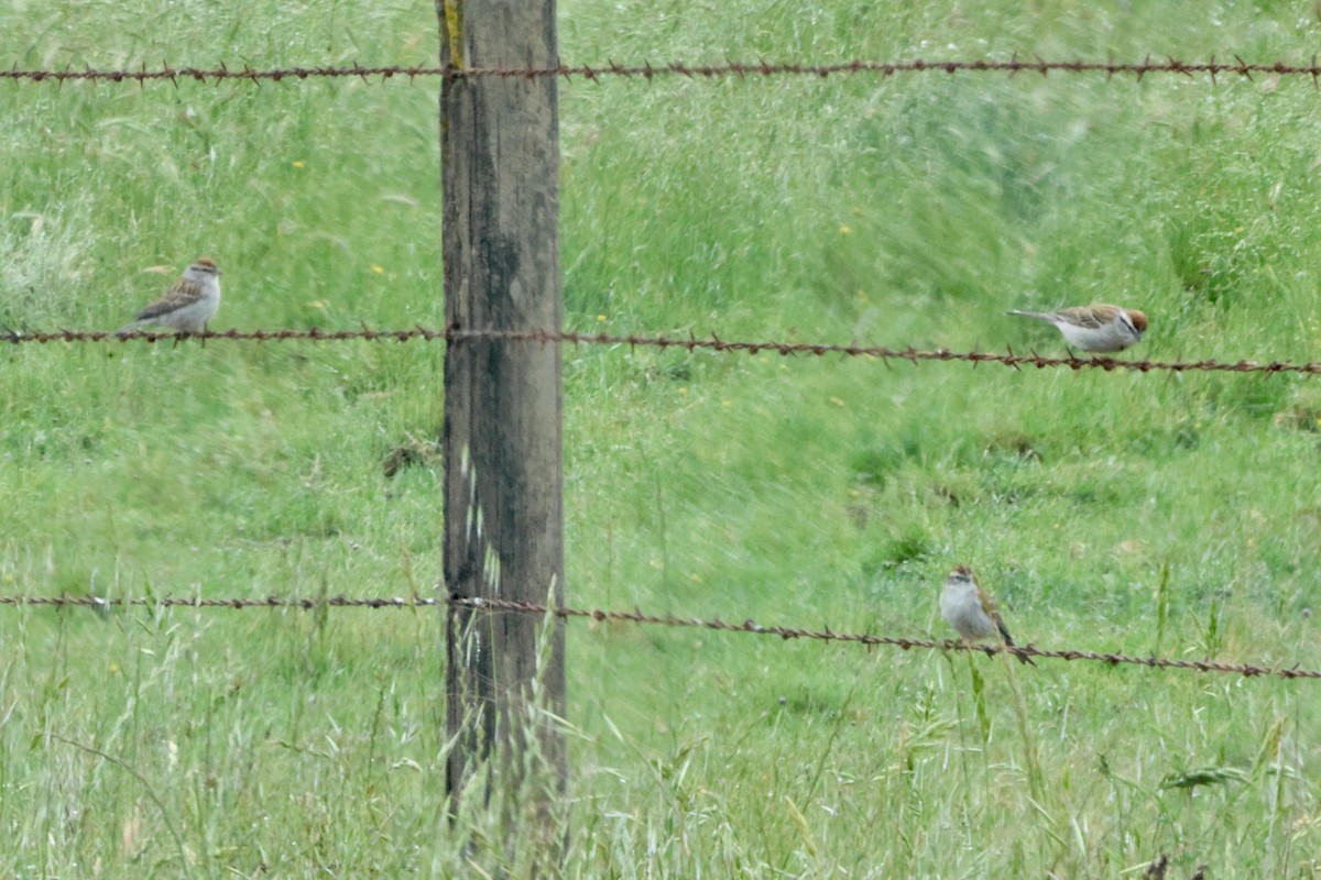 Chipping Sparrow - ML634504485