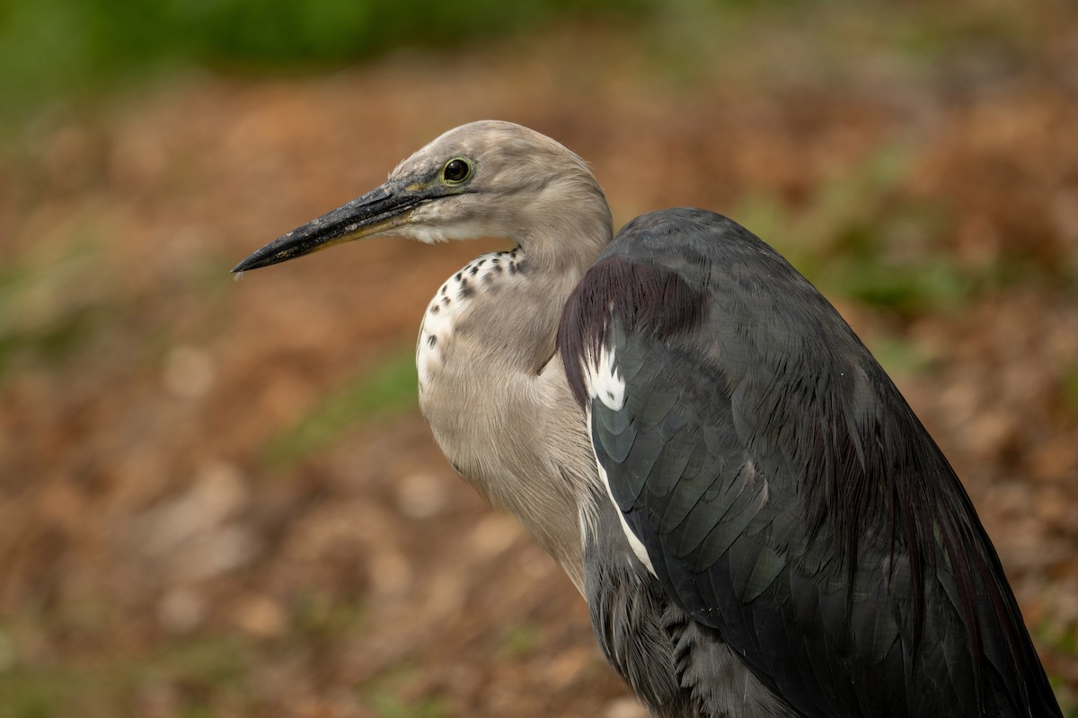 Pacific Heron - ML634504505