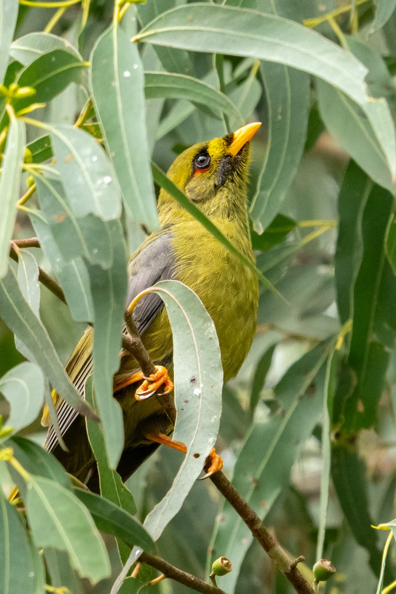 Bell Miner - ML634504520