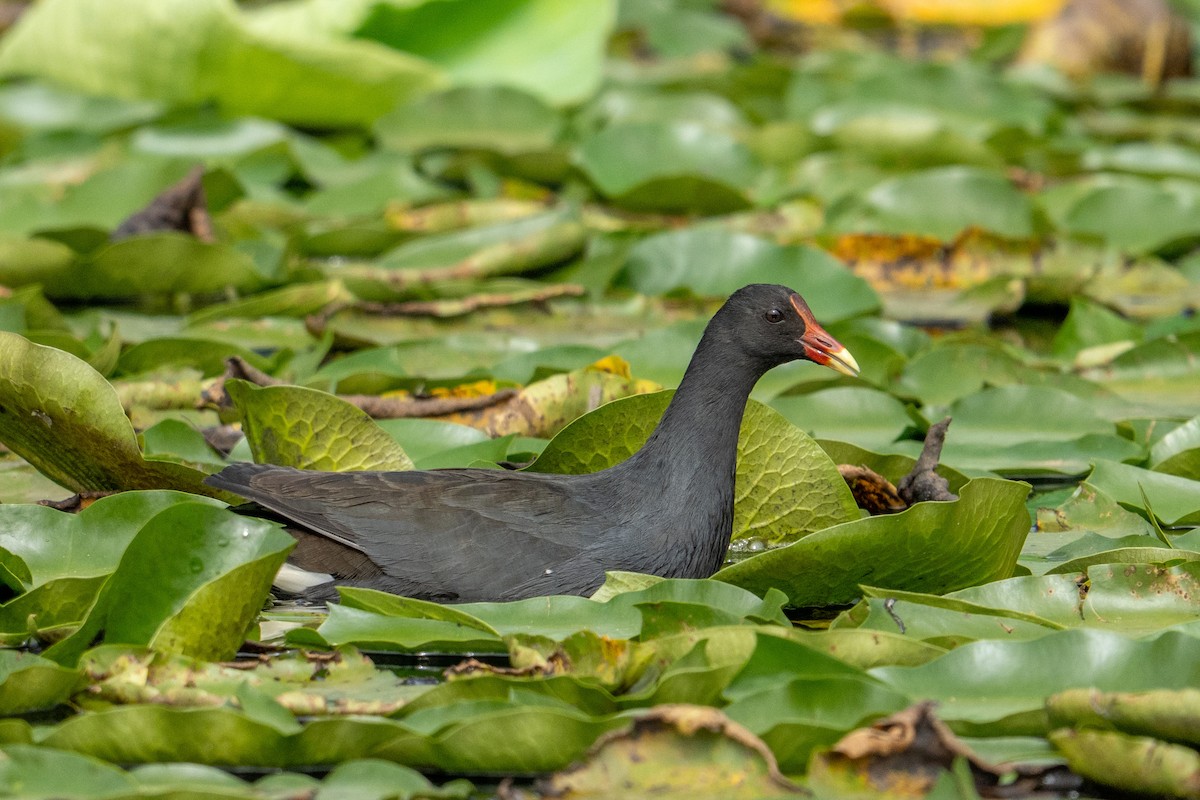 Dusky Moorhen - ML634504555