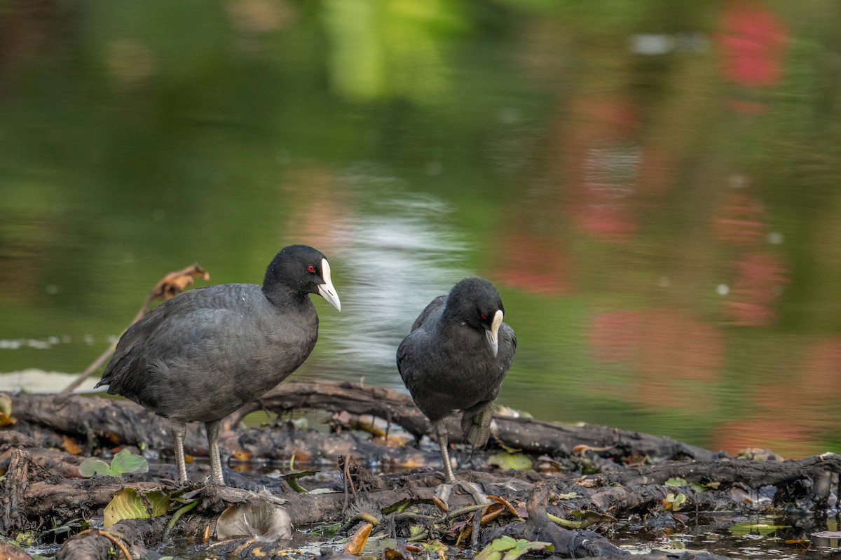 Халзан түнжүүр - ML634504558