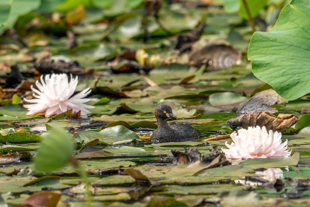 Australasian Grebe - ML634504574