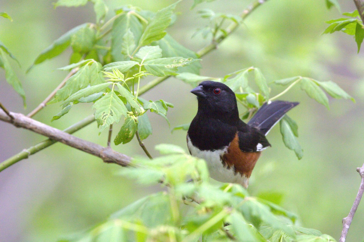 ワキアカトウヒチョウ - ML634504703
