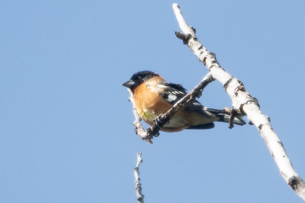 Black-headed Grosbeak - ML634504737