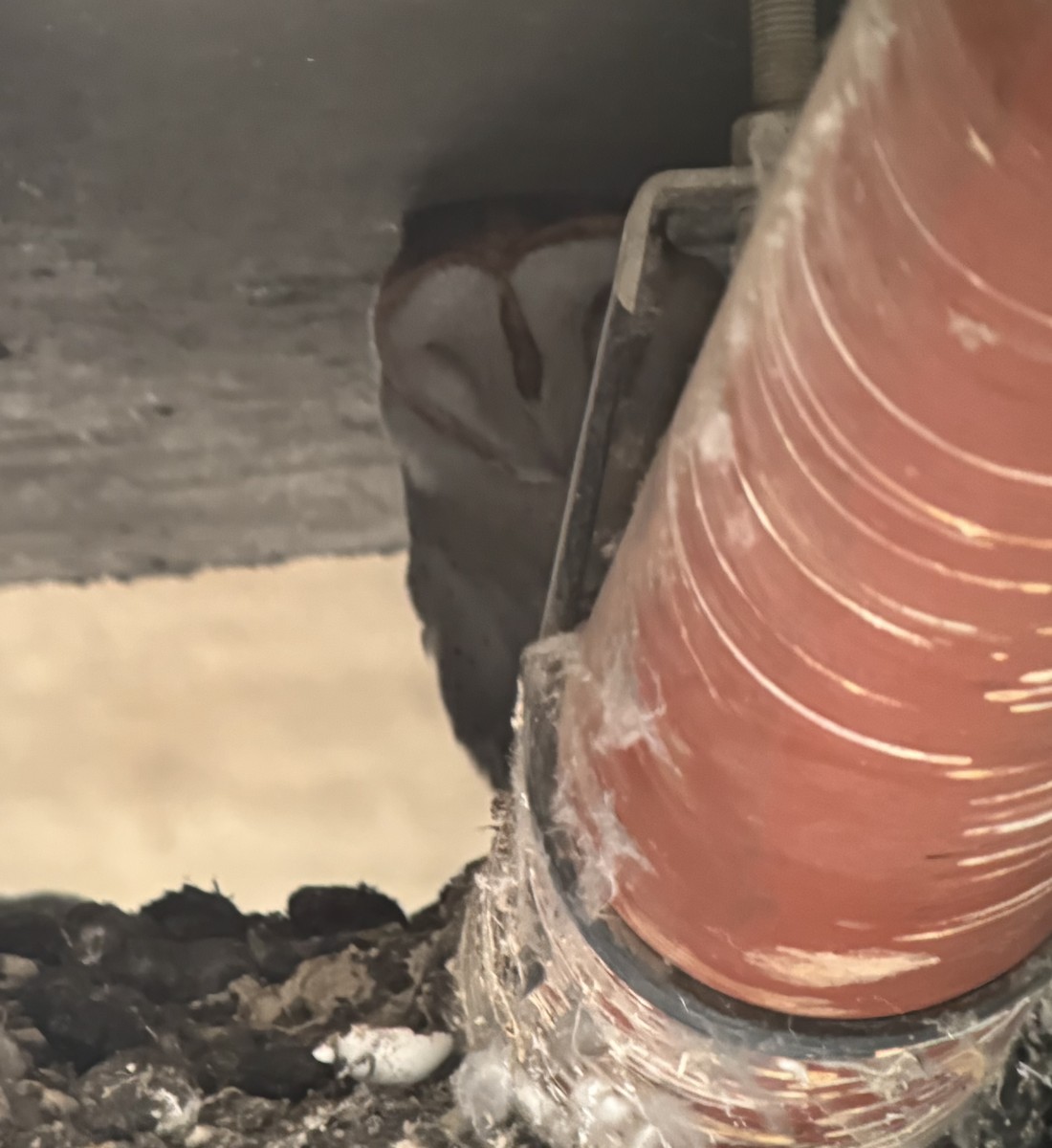 sova americká - ML634504942