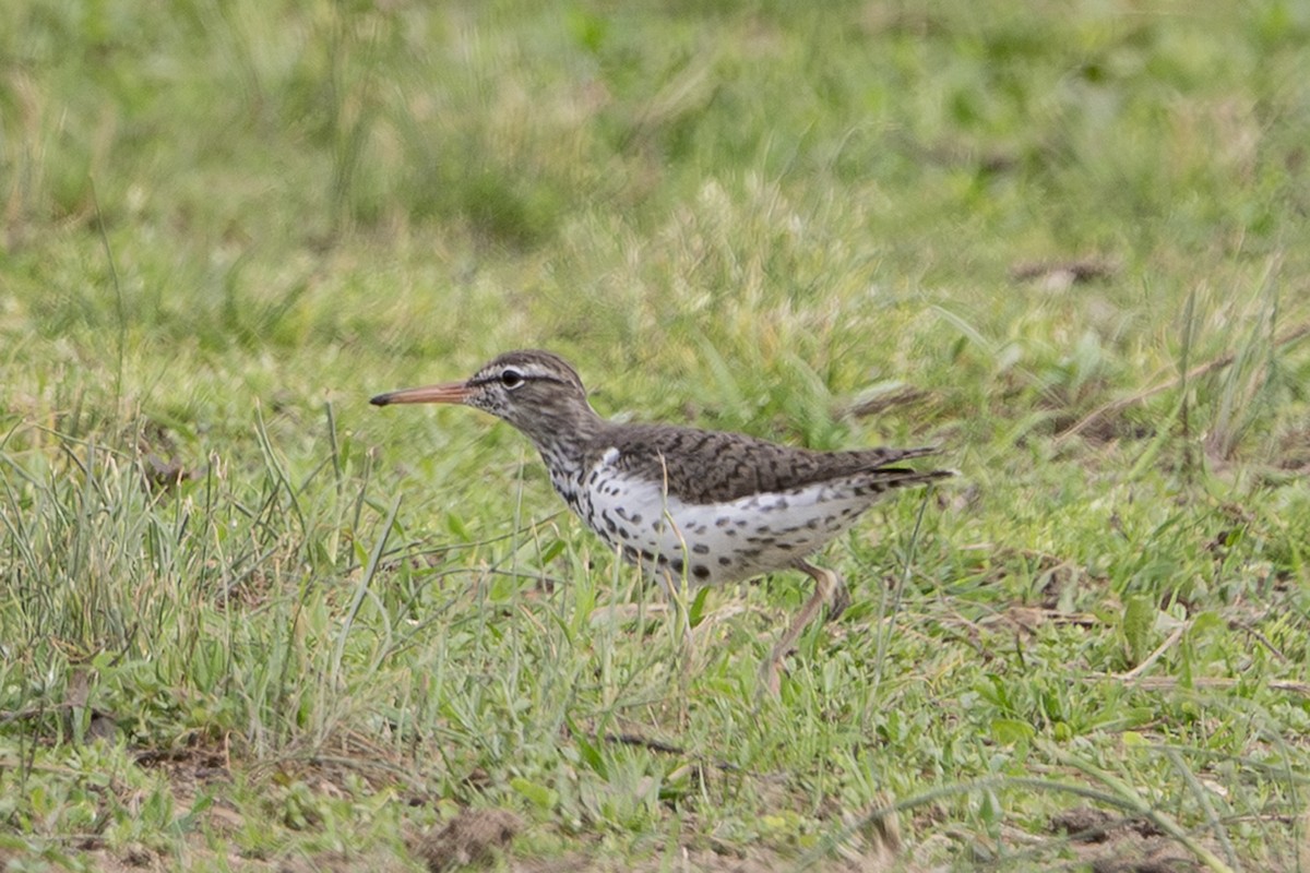 Spotted Sandpiper - ML634505030