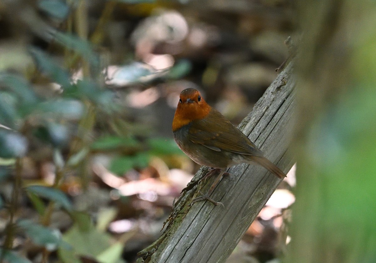 Japanese Robin - ML634505278