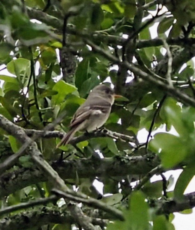 Greater Pewee - ML634505286