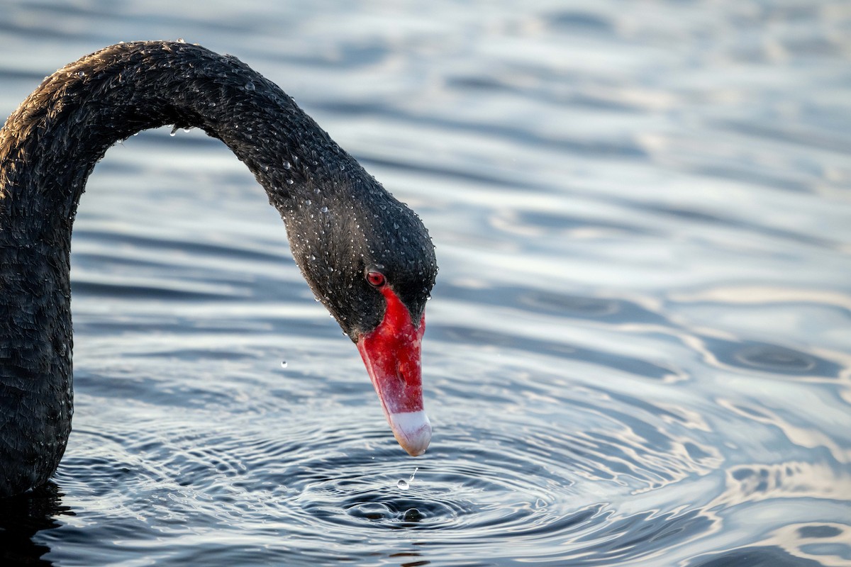 Black Swan - ML634505390
