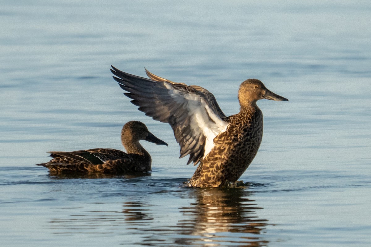 Australasian Shoveler - ML634505400