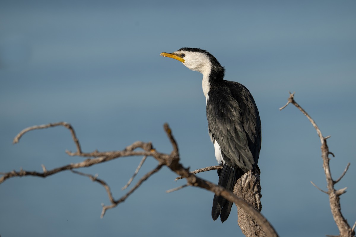 Little Pied Cormorant - ML634505414