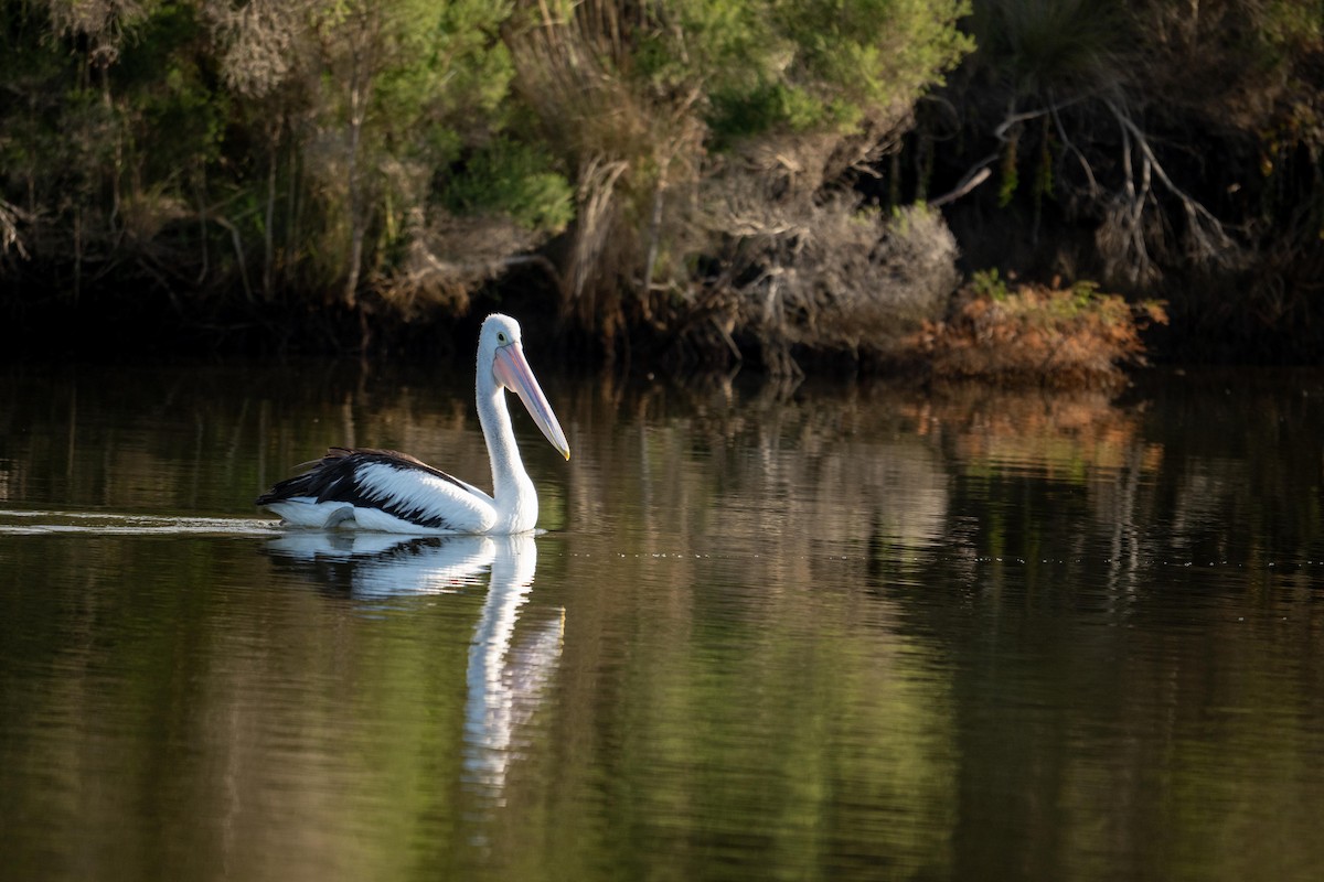 Australian Pelican - ML634505427