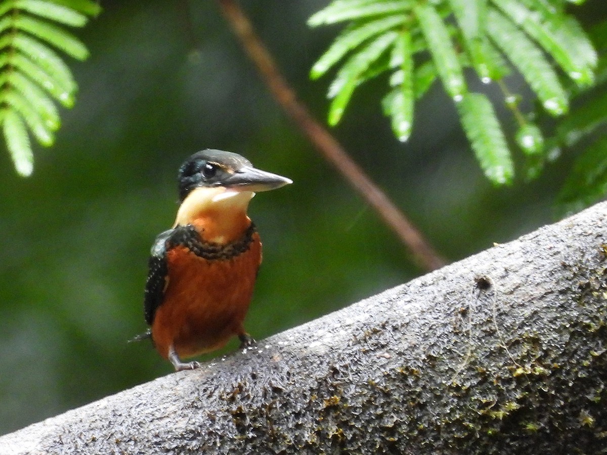 Green-and-rufous Kingfisher - ML634505432