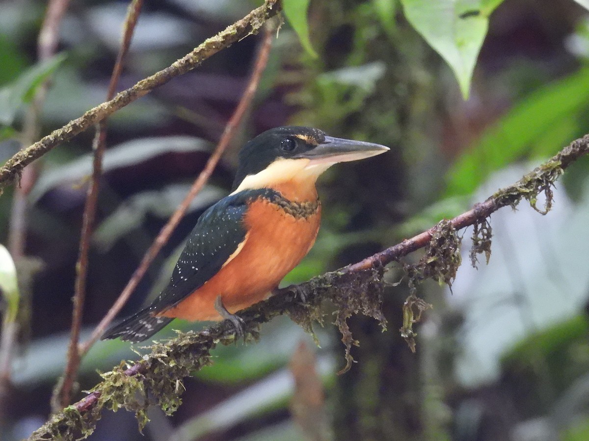 Green-and-rufous Kingfisher - ML634505433