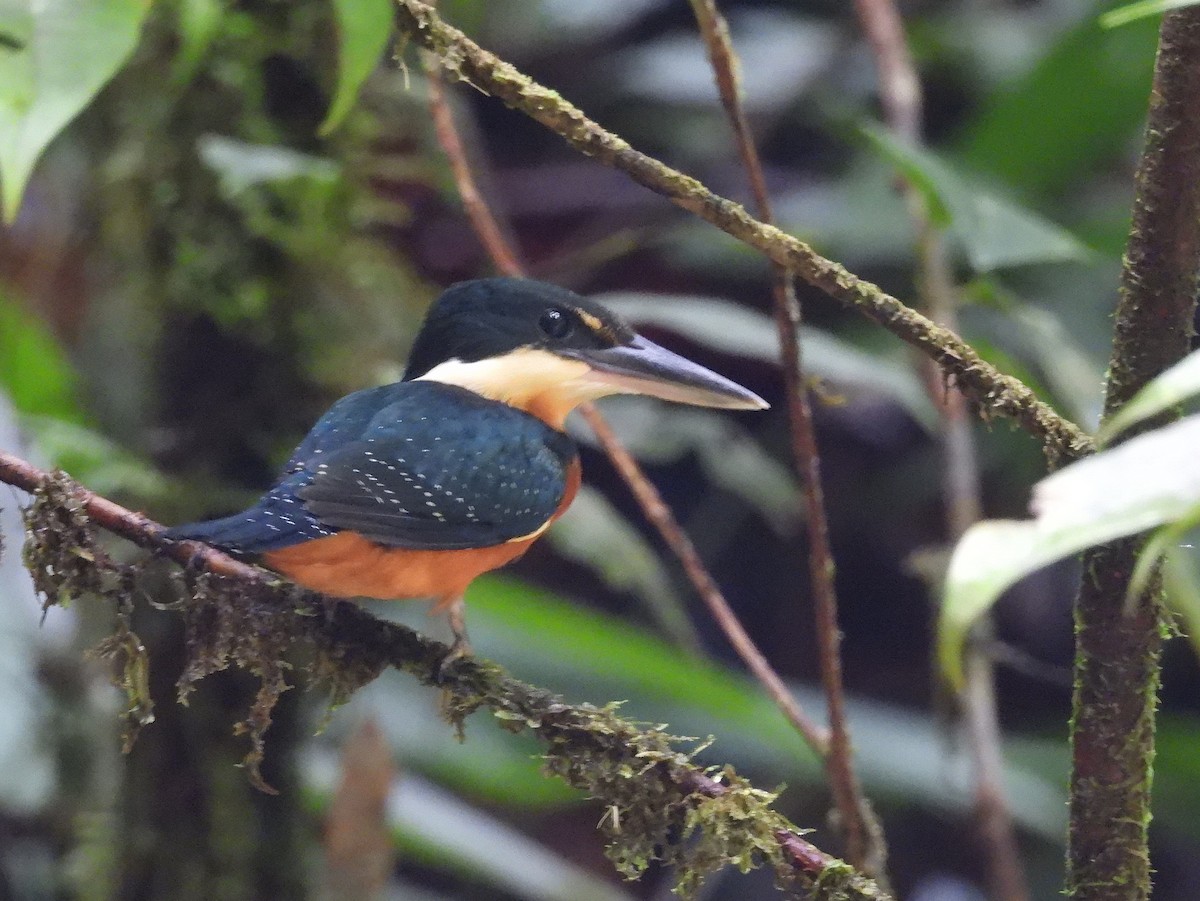 Green-and-rufous Kingfisher - ML634505434