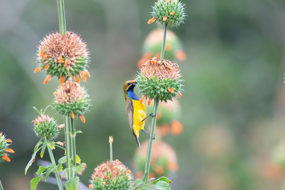 Sahul Sunbird - ML634505463