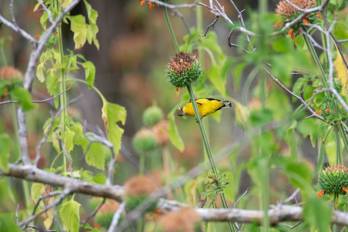 Sahul Sunbird - ML634505464