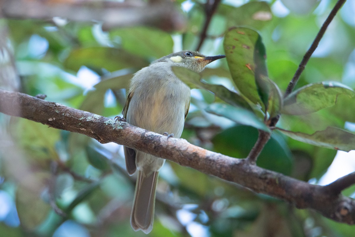 Graceful Honeyeater - ML634505499