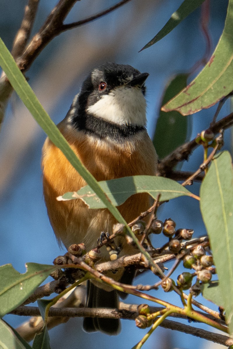 Rufous Whistler - ML634505502