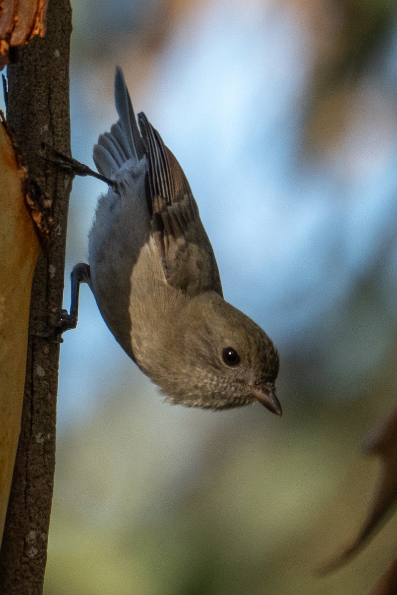 Golden Whistler - ML634505592