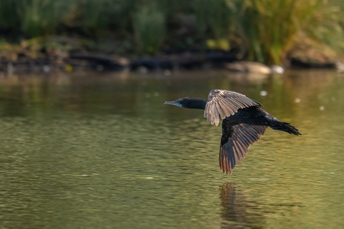 Little Black Cormorant - ML634505603