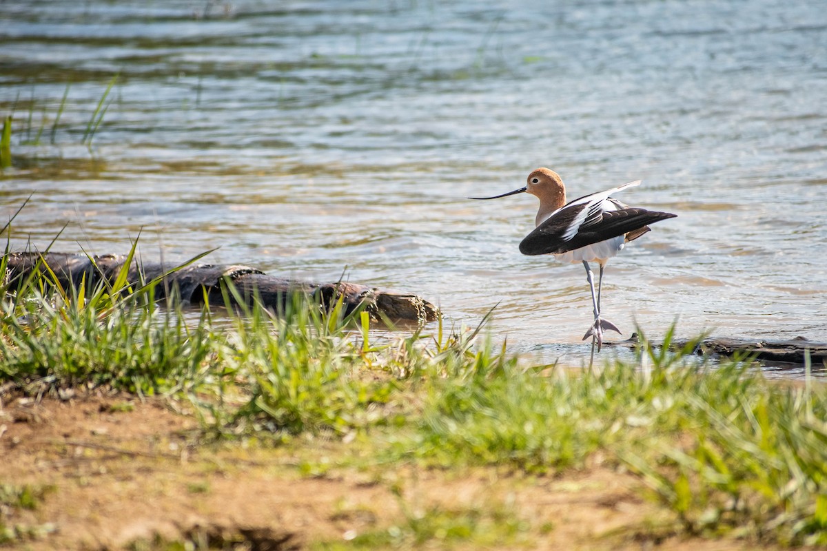 American Avocet - ML634505644