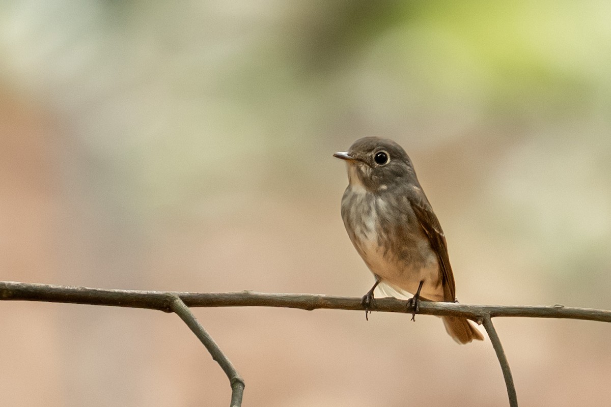Dark-sided Flycatcher - ML634505657