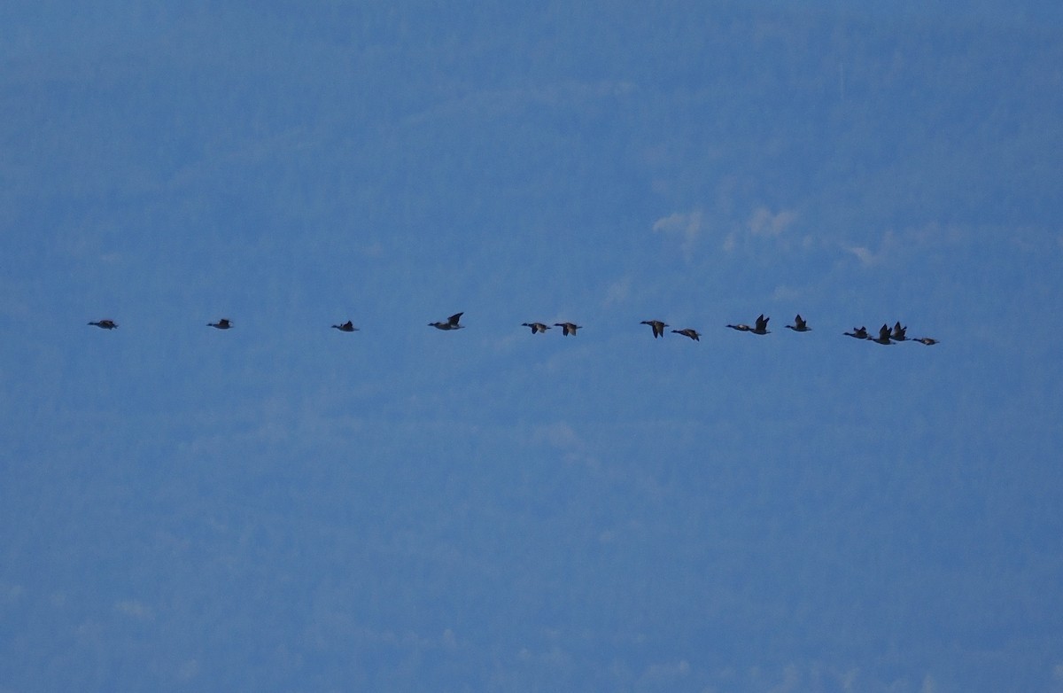 Brant - ML634505762