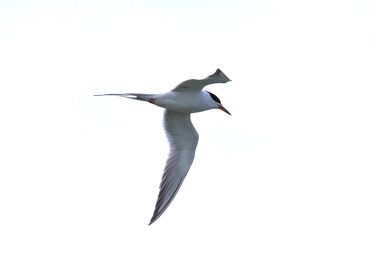 Forster's Tern - ML634505849