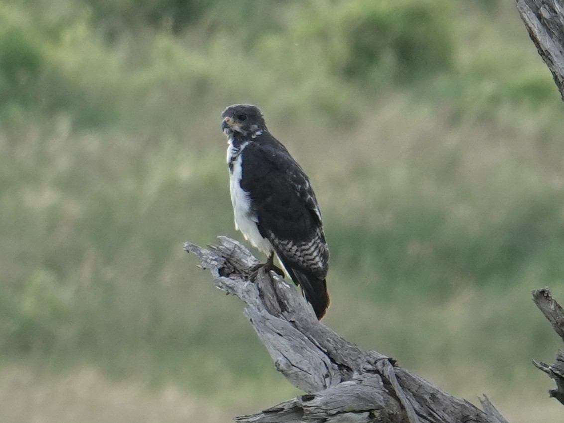 Augur Buzzard (Augur) - ML634505891