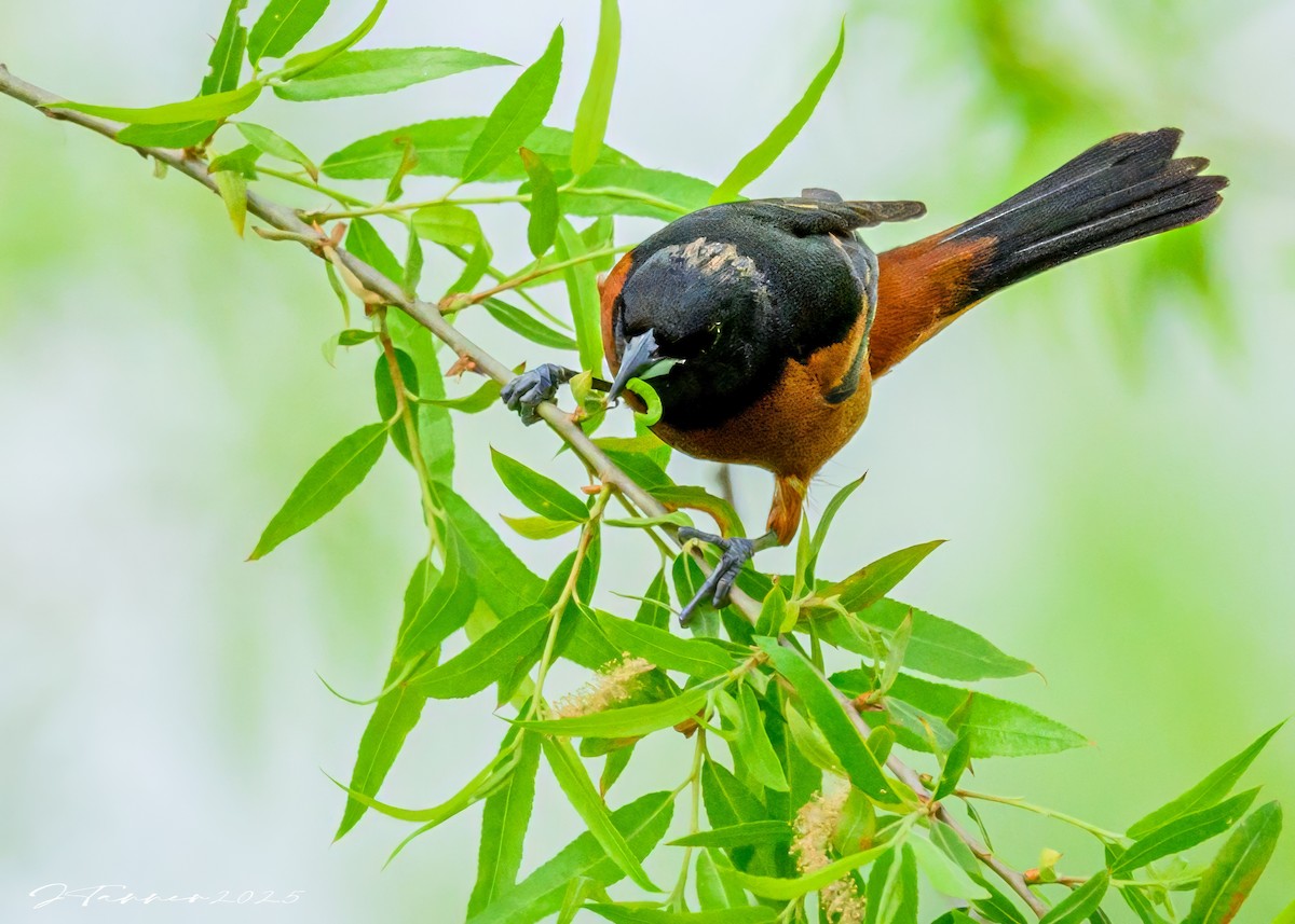 Orchard Oriole - ML634505892