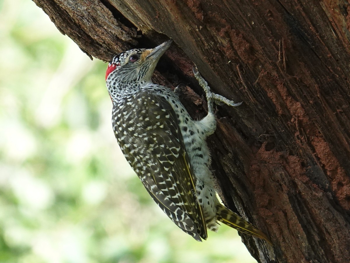 Nubian Woodpecker - ML634505903