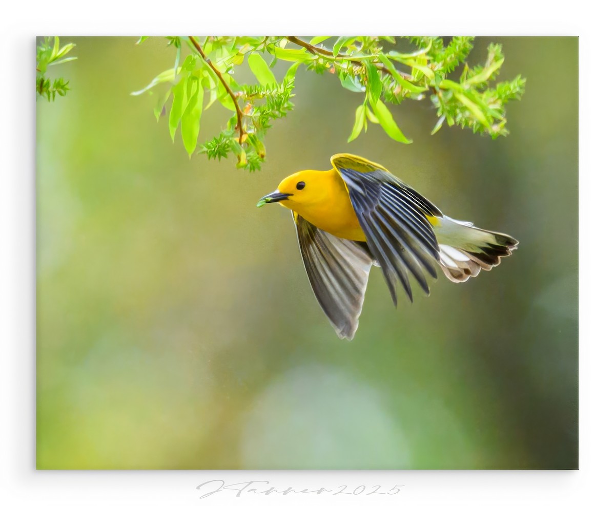 Prothonotary Warbler - ML634505904