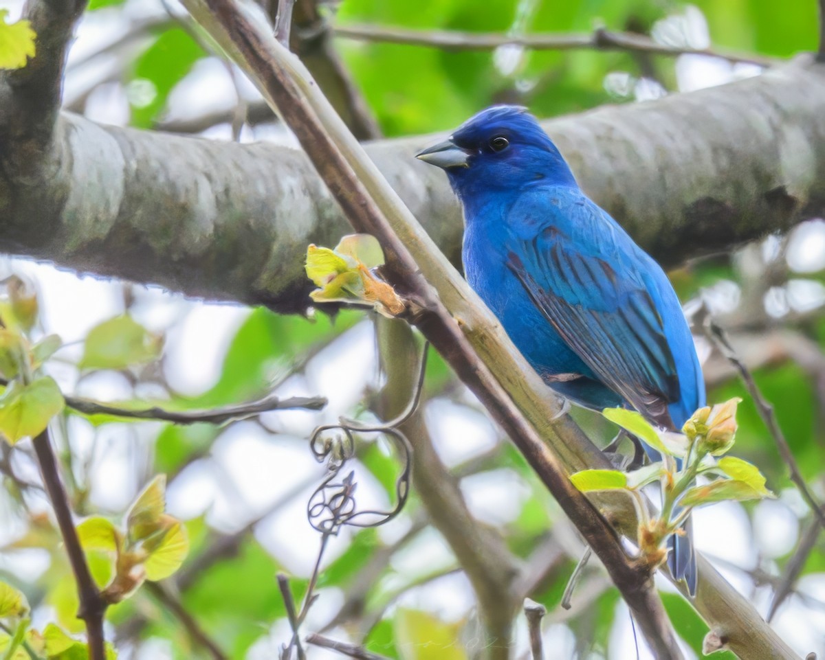Indigo Bunting - ML634505950