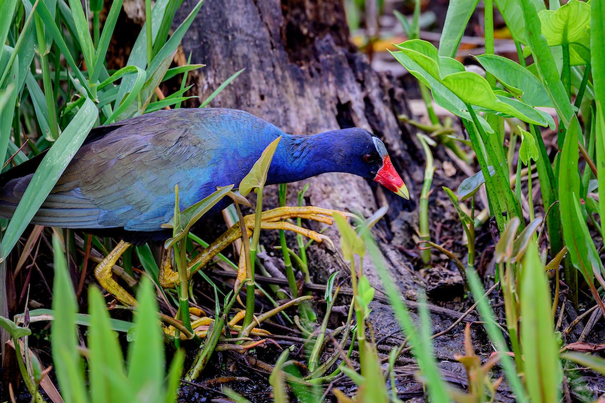 Purple Gallinule - ML634505963